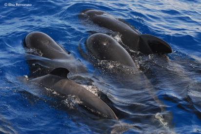 Mediterranean marine mammal